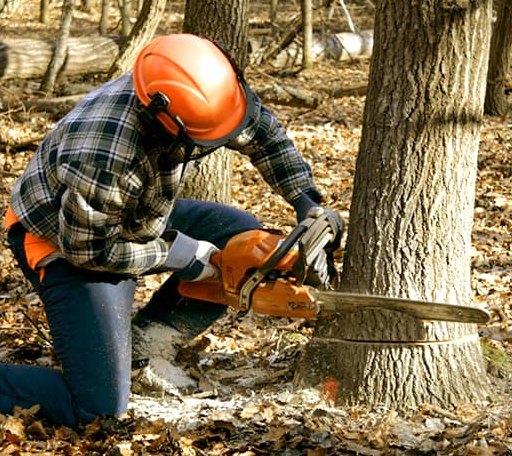 Tree Removal in Sherrard, IL